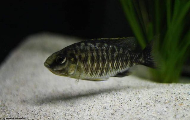 Protomelas sp. ,steveni imperial' Gome Rock (samice)