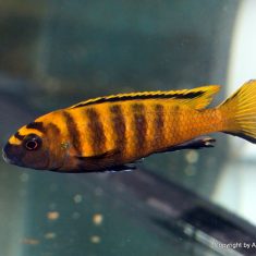 Chindongo flavus 