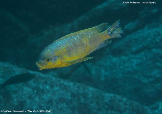 Petrotilapia flaviventris (samec)