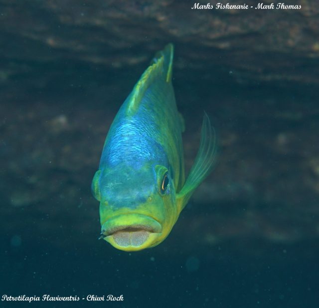 Petrotilapia flaviventris (samec)
