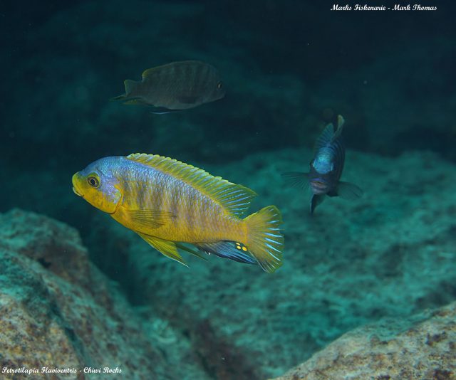 Petrotilapia flaviventris (samec)