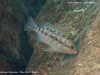Petrotilapia flaviventris (samice)