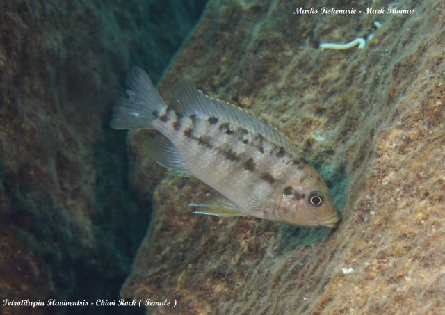 Petrotilapia flaviventris (samice)