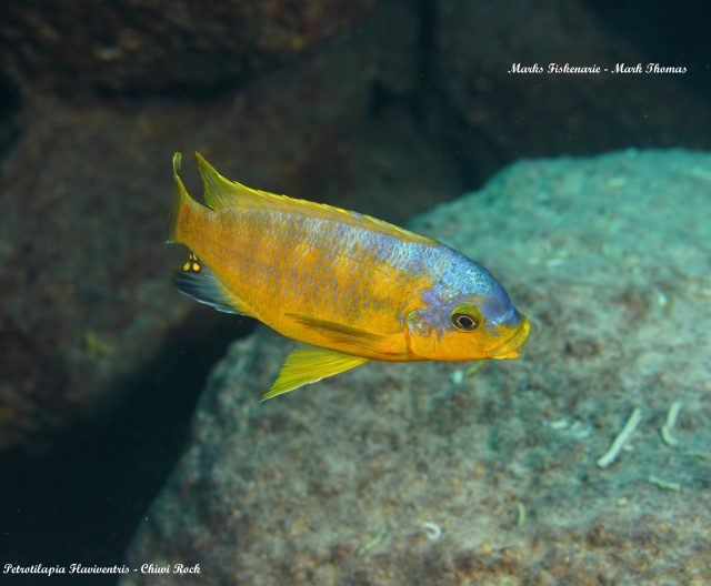 Petrotilapia flaviventris (samec)