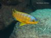 Petrotilapia flaviventris (samec)