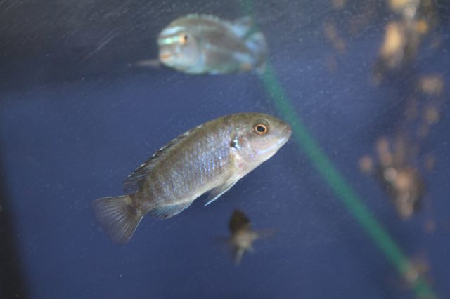 Labidochromis freibergi (samice)