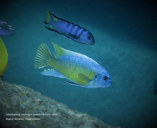 Labeotropheus chlorosiglos