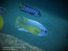 Labeotropheus chlorosiglos