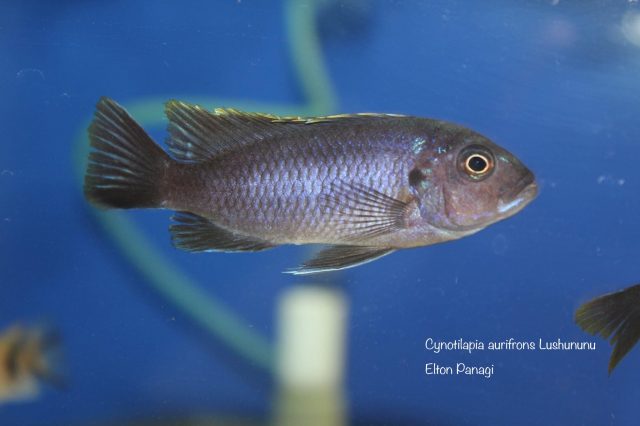 Cynotilapia aurifrons Lushununu (samice)