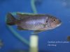 Cynotilapia aurifrons Lushununu (samice)