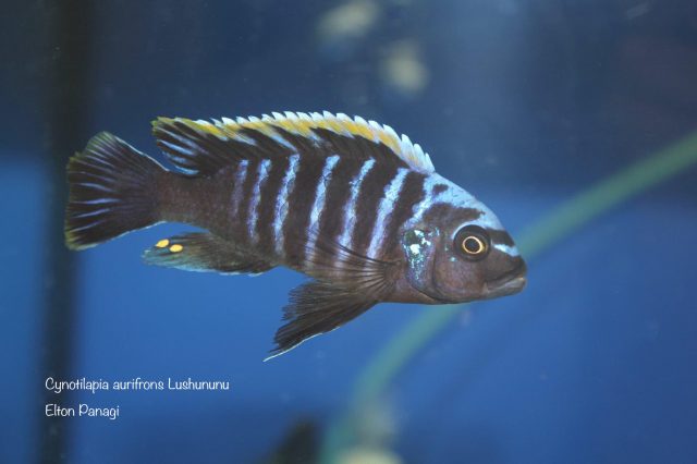 Cynotilapia aurifrons