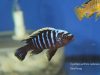 Cynotilapia aurifrons Lushununu