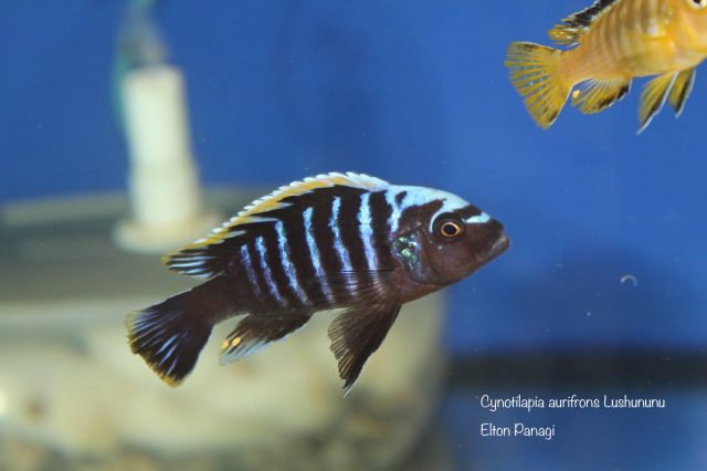 Cynotilapia aurifrons Lushununu