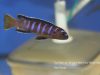 Cynotilapia sp. 'elongatus mbenji blue'