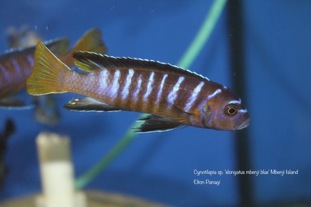 Cynotilapia sp. &#8218;elongatus&#8216;