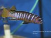 Cynotilapia sp. ‚elongatus‘