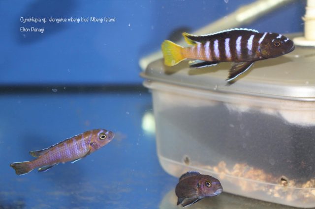 Cynotilapia sp. 'elongatus mbenji blue'