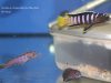 Cynotilapia sp. 'elongatus mbenji blue'