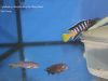 Cynotilapia sp. 'elongatus mbenji blue'