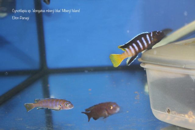 Cynotilapia sp. 'elongatus mbenji blue'