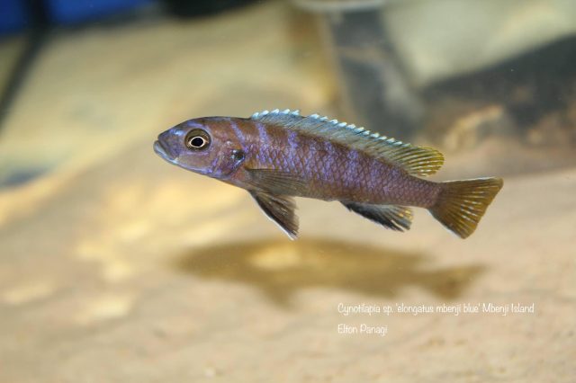 Cynotilapia sp. 'elongatus mbenji blue' (samice)