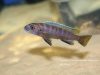 Cynotilapia sp. 'elongatus mbenji blue' (samice)