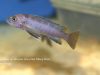 Cynotilapia sp. 'elongatus mbenji blue' (samice)