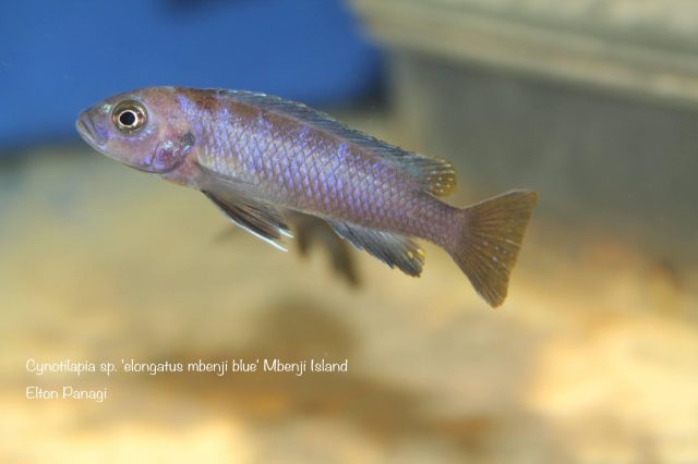 Cynotilapia sp. 'elongatus mbenji blue' (samice)