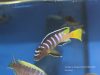 Cynotilapia sp. 'elongatus mbenji blue'