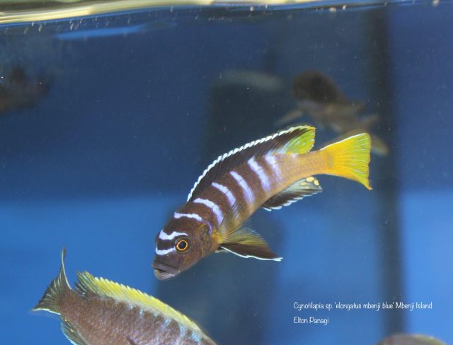Cynotilapia sp. 'elongatus mbenji blue'