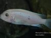 Metriaclima callainos Lupingu (samice)