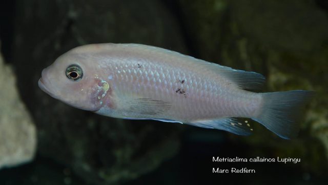 Metriaclima callainos Lupingu (samice)