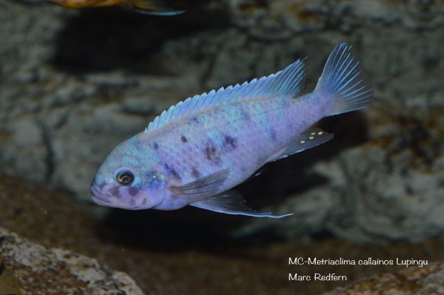Metriaclima callainos Lupingu (MC samec)