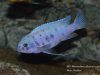 Metriaclima callainos Lupingu (MC samec)
