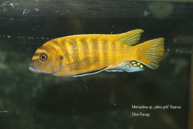 Metriaclima sp. ,zebra gold‘