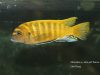 Metriaclima sp. ,zebra gold‘