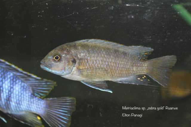 Metriaclima sp. ,zebra gold‘ Ruarwe (samice)