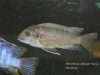 Metriaclima sp. ,zebra gold‘ Ruarwe (samice)
