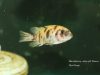 Metriaclima sp. ,zebra gold‘ Ruarwe (OB samice)