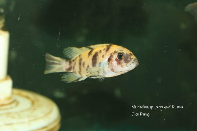 Metriaclima sp. ,zebra gold‘ Ruarwe (OB samice)