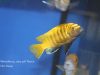 Metriaclima sp. ,zebra gold‘ Ruarwe