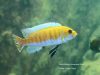 Labeotropheus trewavasae
