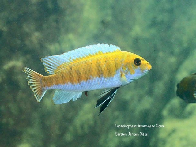 Labeotropheus trewavasae