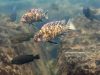 Labeotropheus trewavasae Gome Rock (OB samice)