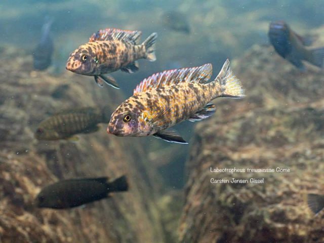 Labeotropheus trewavasae Gome Rock (OB samice)