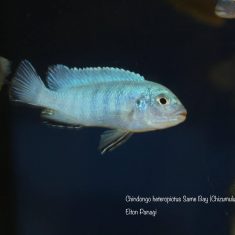 Chindongo heteropictus