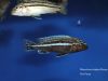 Melanochromis dialeptos