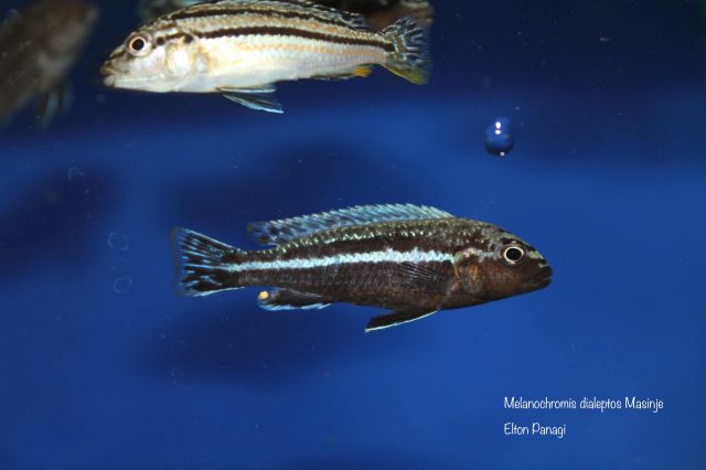 Melanochromis dialeptos