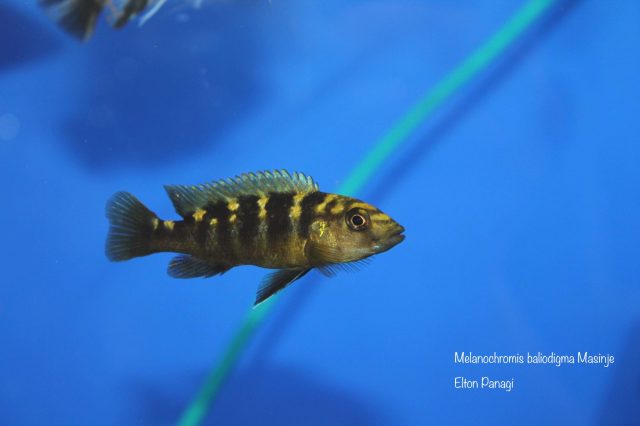 Melanochromis baliodigma (samec)