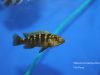 Melanochromis baliodigma (samec)